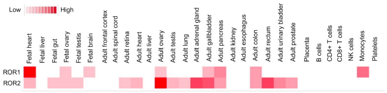 Receptor tyrosine kinase-like orphan receptor ROR1