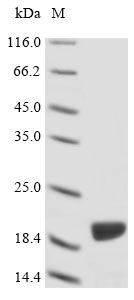 Recombinant Absidia glauca Actin-1(ACT1),partial