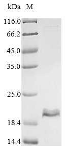Recombinant Acetoanaerobium sticklandii Ferredoxin(CLOST_2292)