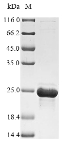 Recombinant Acinetobacter baumannii 29 kDa outer membrane protein,partial