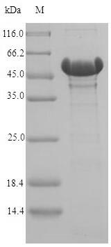 Recombinant Acinetobacter baylyi  Catechol 1,2-dioxygenase(catA)