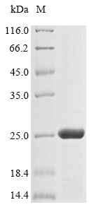 Recombinant Actinia equina DELTA-actitoxin-Aeq1a
