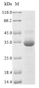 Recombinant Agkistrodon contortrix contortrix Thrombin-like enzyme contortrixobin