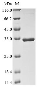 Recombinant Amanita muscaria DOPA 4,5-dioxygenase(DODA)