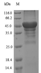 Recombinant Ambrosia artemisiifolia Pectate lyase 1