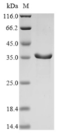 Recombinant Apis mellifera Venom dipeptidyl peptidase 4,partial