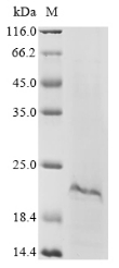 Recombinant Apis mellifera carnica Defensin-1