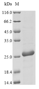 Recombinant Apium graveolens Major allergen Api g 1, isoallergen 2