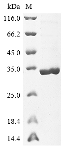 Recombinant Arabidopsis thaliana Auxin-responsive protein IAA17(IAA17)