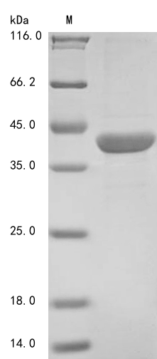 Recombinant Arabidopsis thaliana Beta-amylase 1, chloroplastic(BAM1),partial