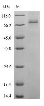 Recombinant Arabidopsis thaliana Catalase-2(CAT2)