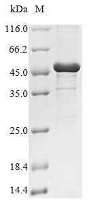 Recombinant Arabidopsis thaliana Dehydration-responsive element-binding protein 2C(DREB2C)