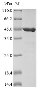 Recombinant Arabidopsis thaliana Glyceraldehyde-3-phosphate dehydrogenase GAPC1, cytosolic(GAPC1)