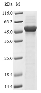 Recombinant Arabidopsis thaliana Plasmodesmata-located protein 7(PDLP7)