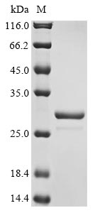 Recombinant Arabidopsis thaliana Root meristem growth factor 1(RGF1)