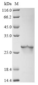 Recombinant Arabidopsis thaliana Ubiquitin-conjugating enzyme E2 8(UBC8)