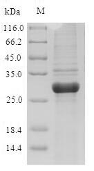 Recombinant Artemisia vulgaris Major pollen allergen Art v 1