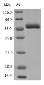 Recombinant Aspergillus kawachii Probable endo-beta-1,4-glucanase D (eglD)