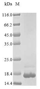 Recombinant Bacillus amyloliquefaciens Barstar