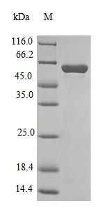 Recombinant Bacillus methanolicus NAD-dependent methanol dehydrogenase(mdh)