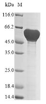 Recombinant Bacillus subtilis D-alanine--D-alanyl carrier protein ligase(dltA)