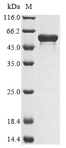 Recombinant Bacillus subtilis Endoglucanase(eglS)