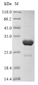 Recombinant Bothrops leucurus Snake venom metalloproteinase leucurolysin-A