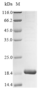 Recombinant Bovine ATP synthase subunit g, mitochondrial(ATP5MG)