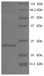 Recombinant Bovine Interferon tau-1(IFNT1)