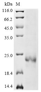 Recombinant Bovine Interleukin-7(IL7)