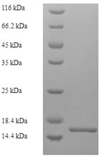 Recombinant Bovine Lutropin subunit beta(LHB)