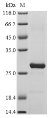 Recombinant Bovine Peptidoglycan recognition protein 1(PGLYRP1)
