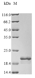 Recombinant Bovine Serum amyloid A protein(SAA1)