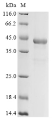 Recombinant Bovine Splicing factor 3B subunit 3(SF3B3),partial
