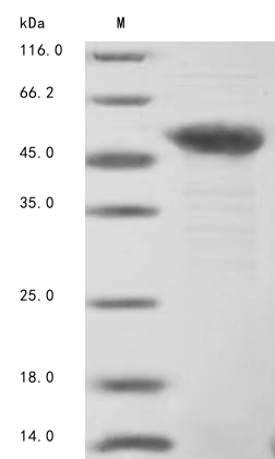Recombinant Bovine Troponin T, fast skeletal muscle(Tnnt3)