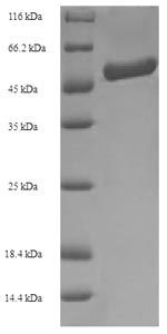 Recombinant Bradyrhizobium sp. Formamidase(amiF)