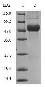 Recombinant Brucella abortus Malate dehydrogenase(mdh)