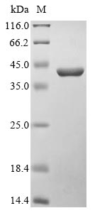 Recombinant Burkholderia pseudomallei Translocator protein BipD(bipD)