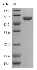 Recombinant Campylobacter jejuni Flagellin A(flaA)