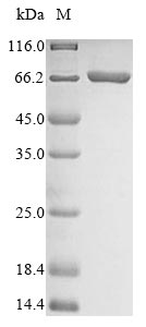 Recombinant Candida albicans Acetyl-CoA carboxylase(ACC1),partial