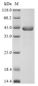 Recombinant Candida albicans Candidapepsin-2(SAP2)