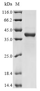 Recombinant Candida albicans Candidapepsin-6(SAP6)