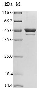 Recombinant Candida albicans Fructose-bisphosphate aldolase(FBA1)