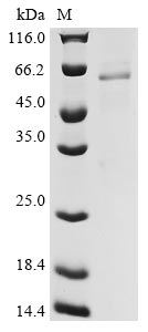 Recombinant Capsicum annuum Catalase(CAT)