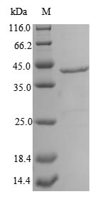 Recombinant Carcinoscorpius rotundicauda Limulus clotting factor C,partial