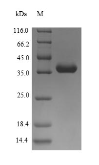 Recombinant Cat Allergen Fel d 4
