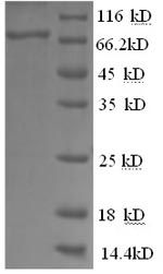 Recombinant Cat Macrophage colony-stimulating factor 1 receptor(CSF1R),partial