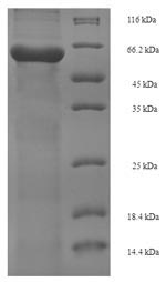 Recombinant Chamaecyparis obtusa Pectate lyase 1