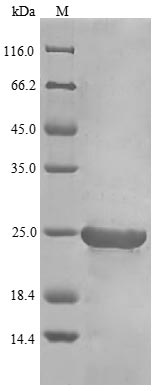Recombinant Chicken Interferon type B(IFNB)