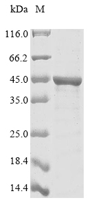 Recombinant Chlamydia trachomatis Major outer membrane porin, serovar B(ompA)